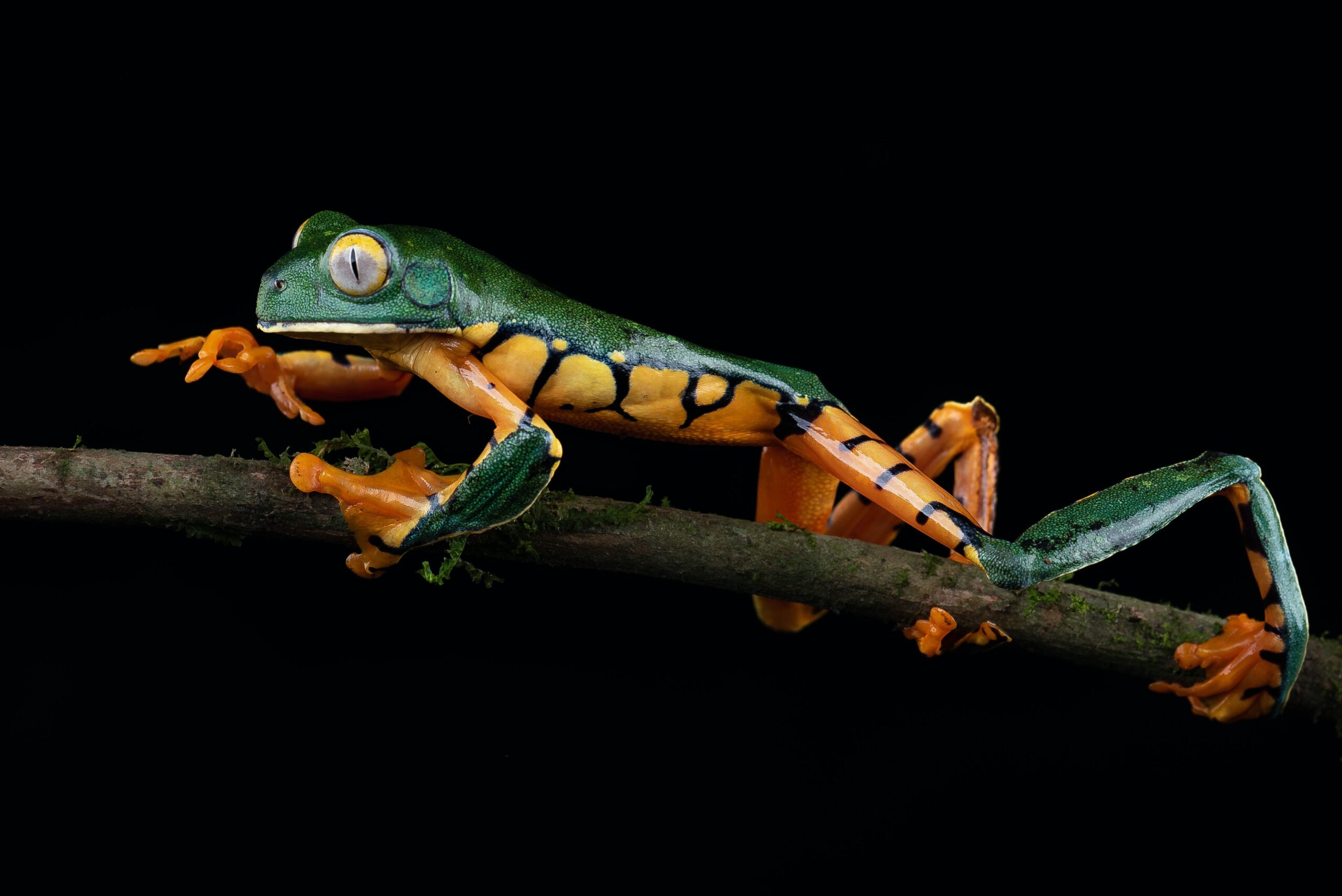 Tree Frog